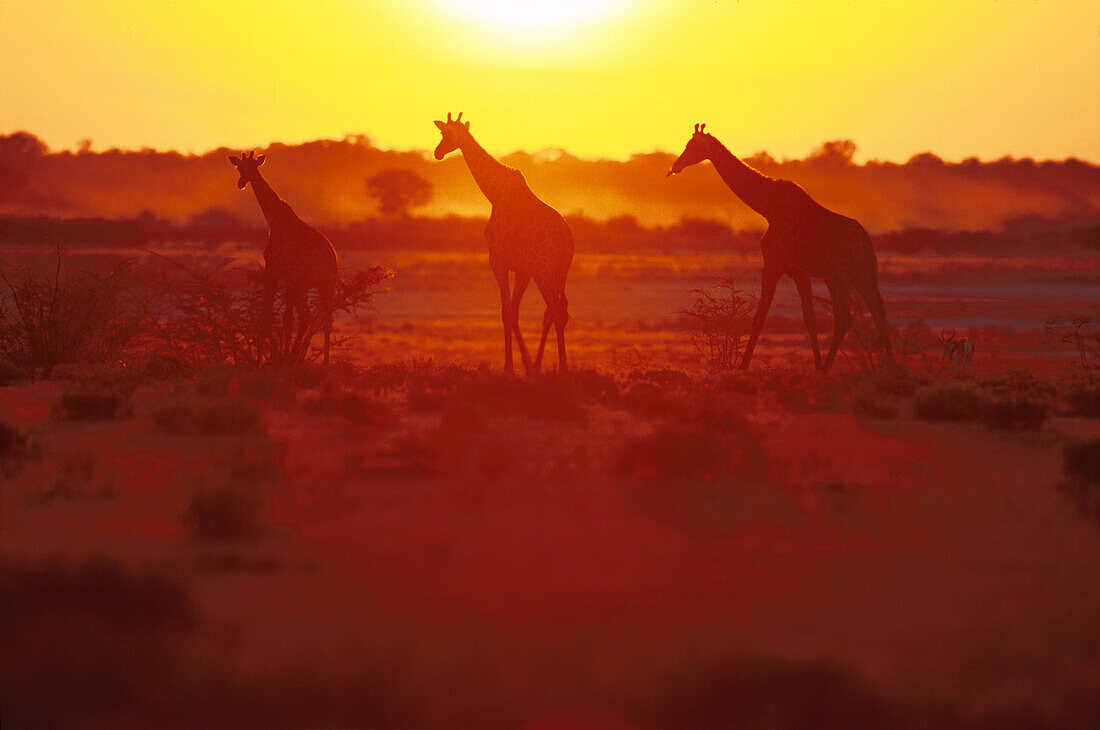 Giraffen, Etosha NP Namibia, Afrika