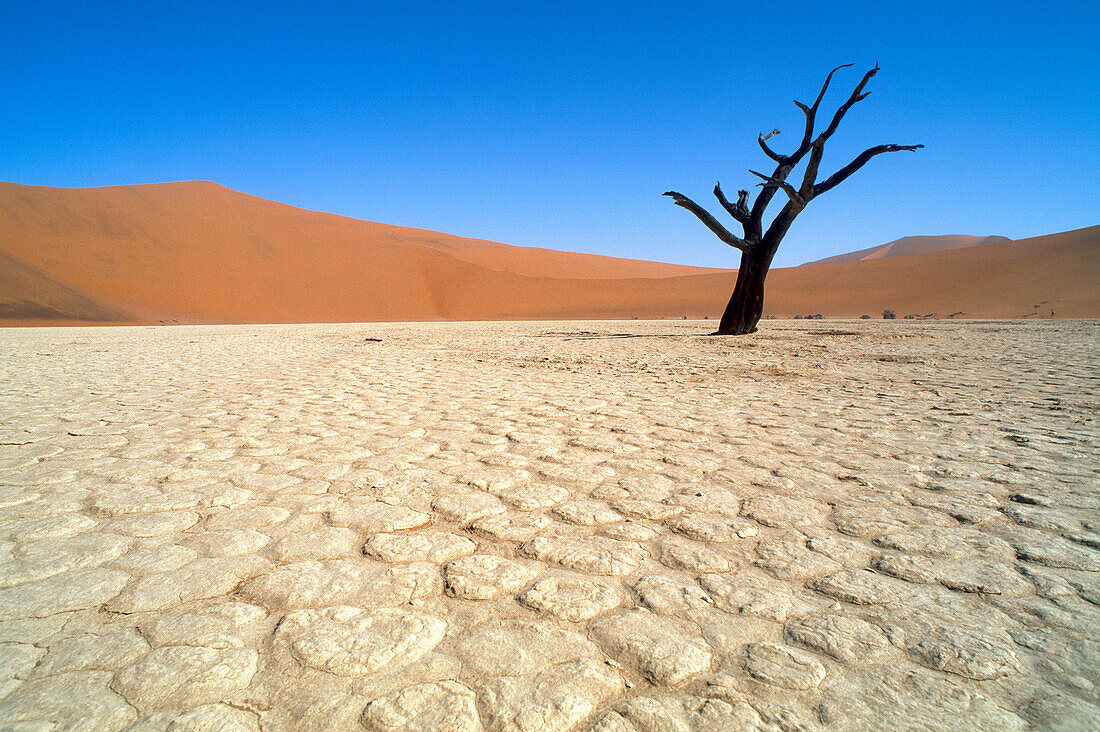 Bare tree standing in the desert under a blue sky, Namib, Naukluft Park, Namibia, Africa