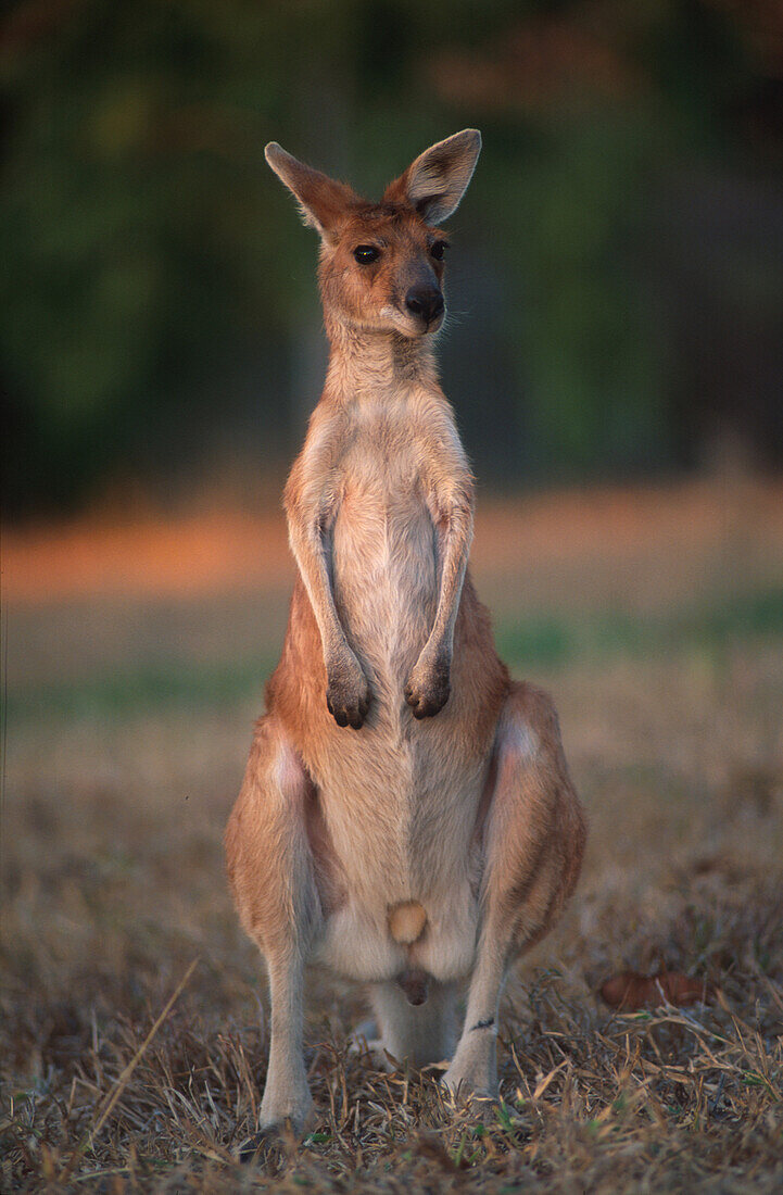 Känguruh Hayes Creek, Australien