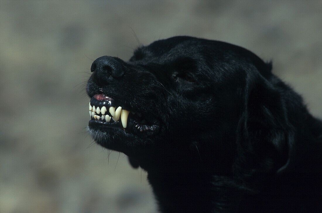 Hund zähnefletschend