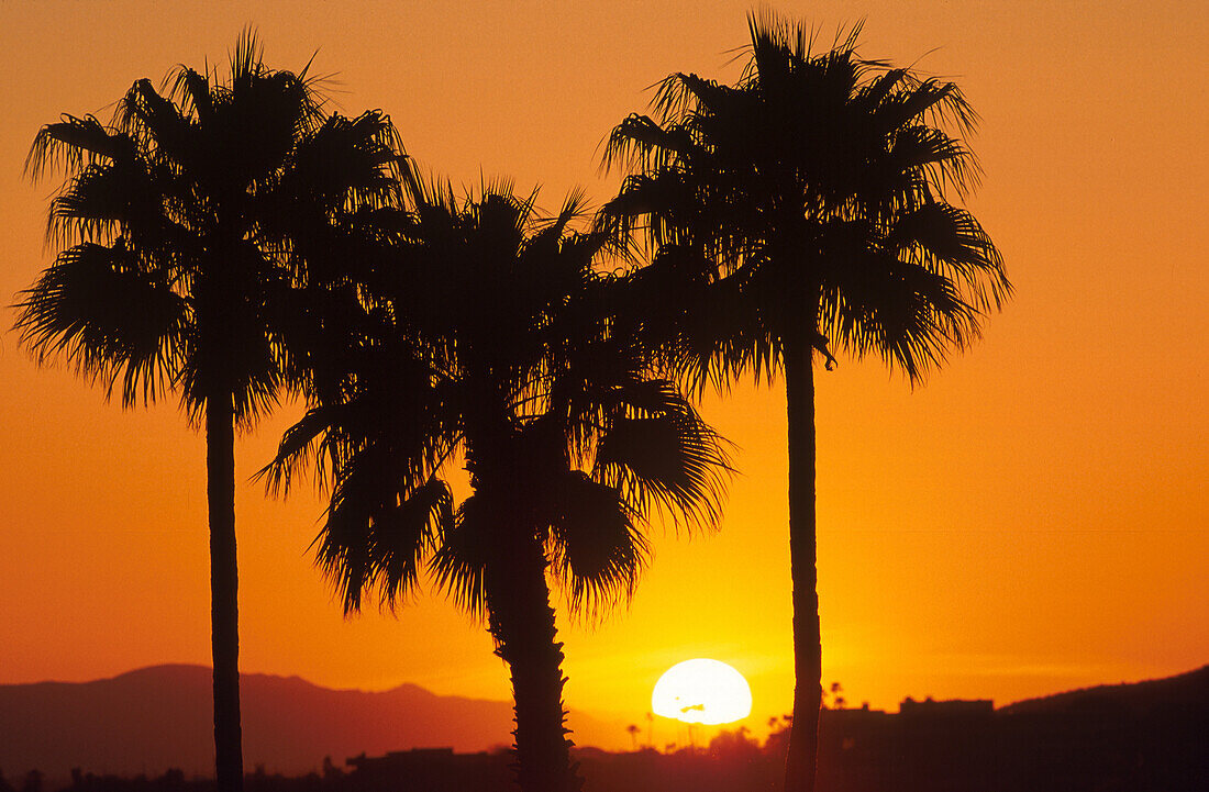 Sonnenuntergang mit Palmen
