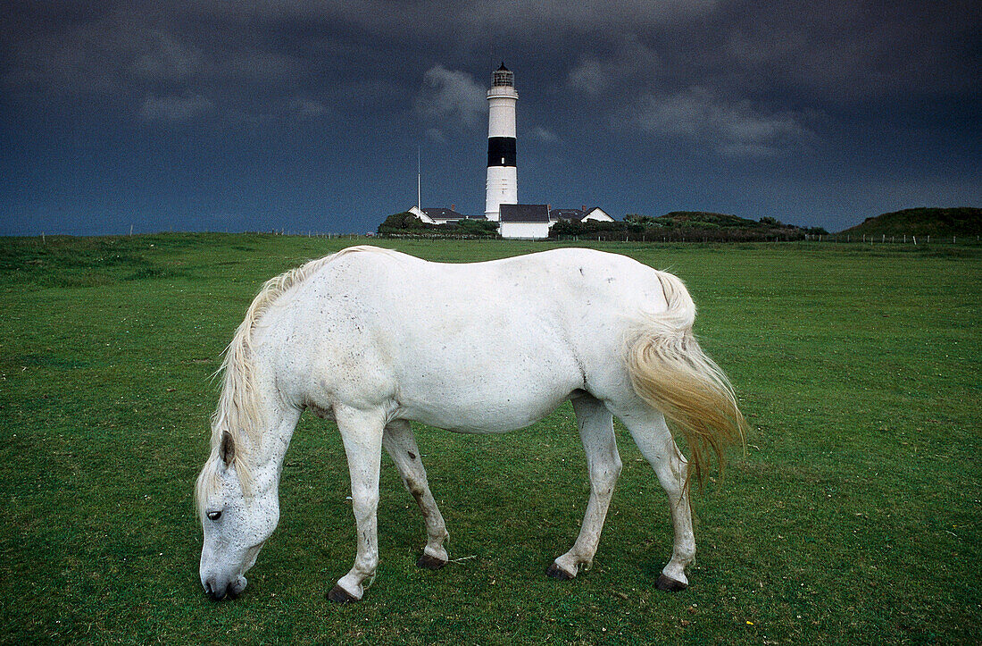 White horse in front of lighthouse, Kampen, Sylt, Schleswig-Holstein, Germany