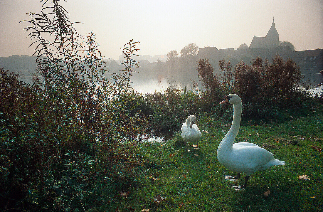 Schwäne in Mölln, Schleswig-Holstein, Deutschland