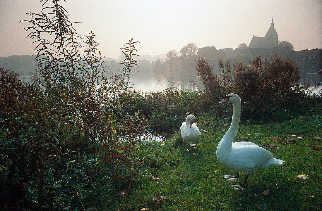 Two swans at small lake, Moelln, Schleswig-Holstein, Germany