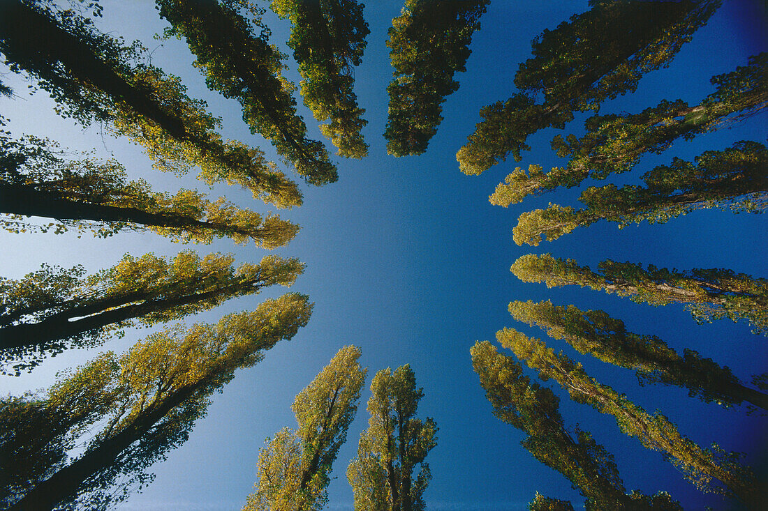 Poplars, Germany