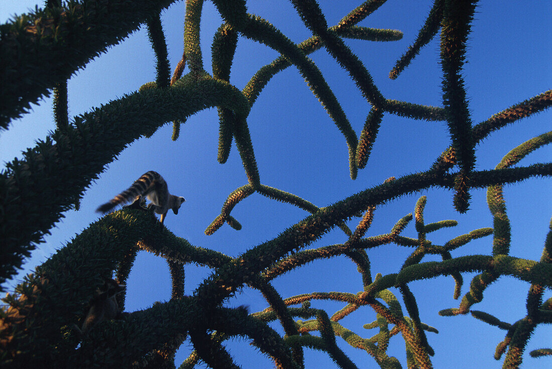 Katta on Alluaudia, Madagascar