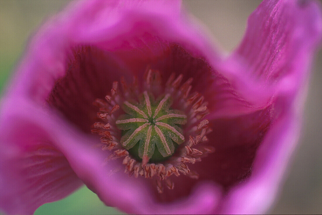 Pinkfarbener Mohn Mallorca, Spanien