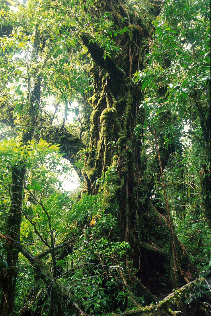 Overgrown tree at cloud forest reservation, Monteverde, Costa Rica, Central America, America