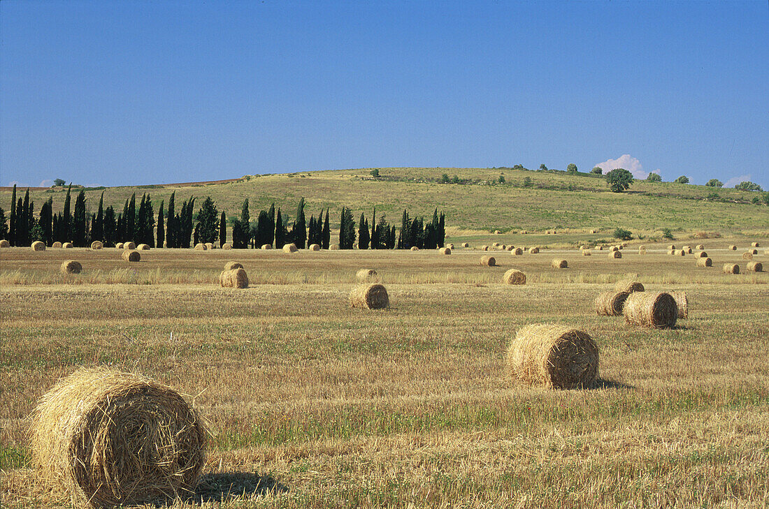 Landschaft bei Grosseto Toskana, Italien