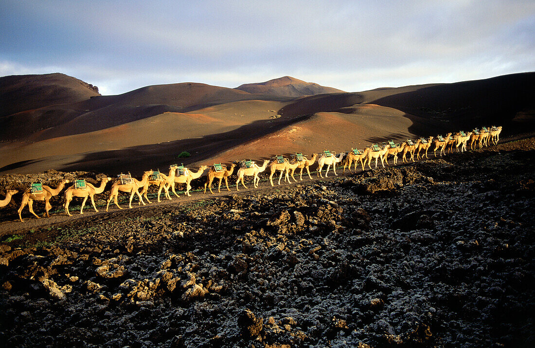 Camels, Montanas del Fuego, volcanic landscape, Timanfaya National Park, Lanzarote, Canary Islands, Spain