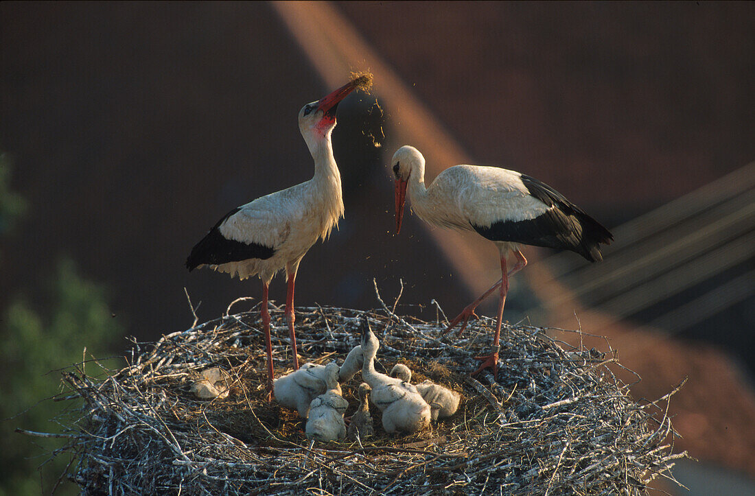 Weißstörche im Nest