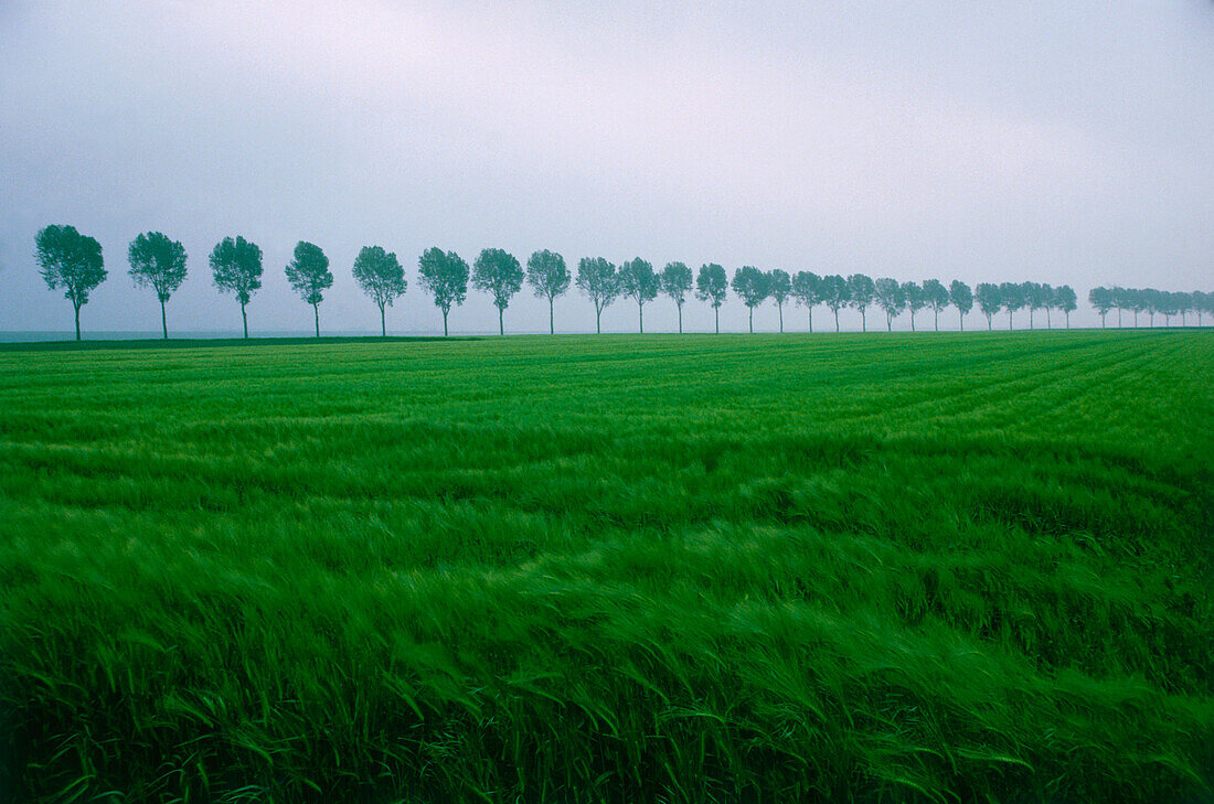 Trees in a row, grain field in the front