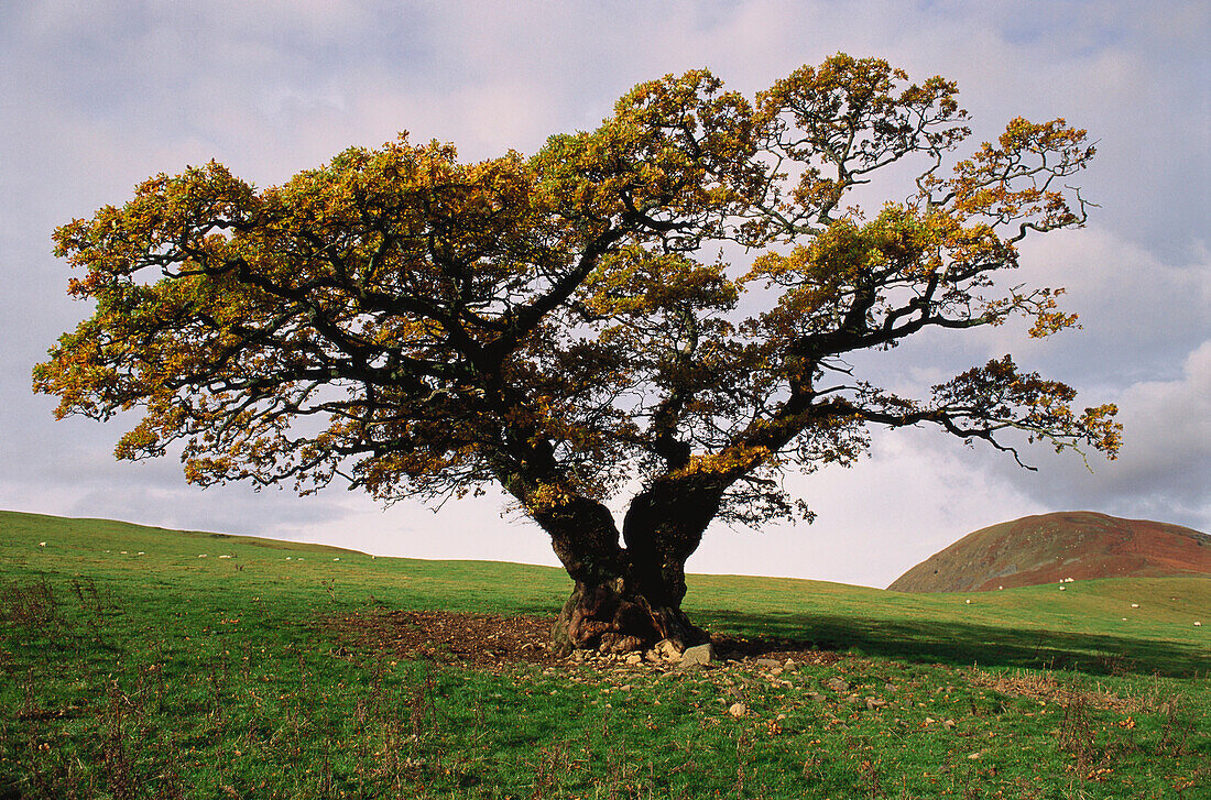 Oak tree in autumn