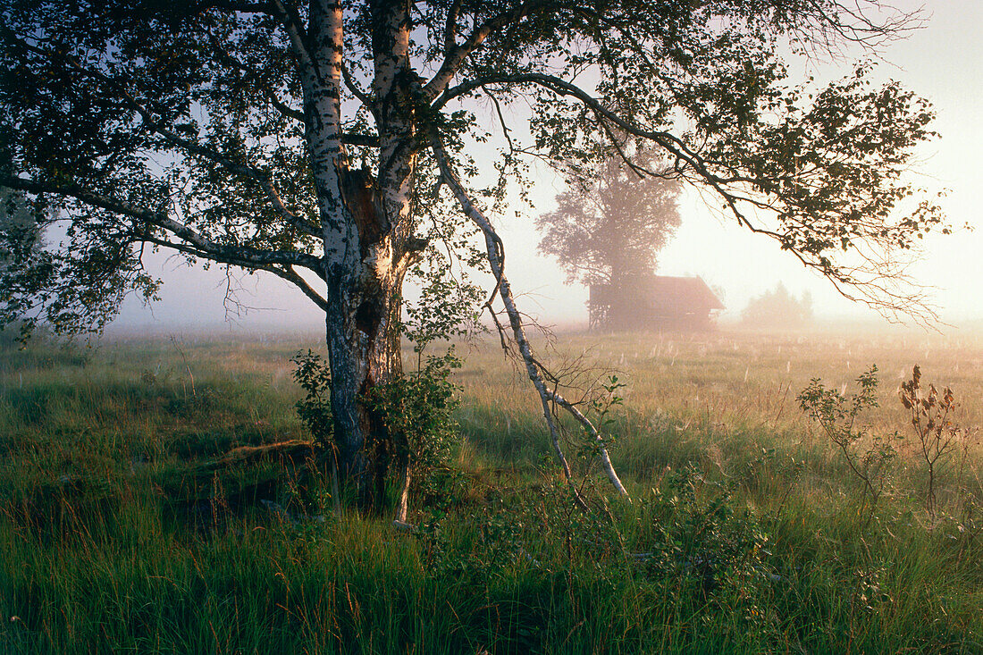 Birke Frühling