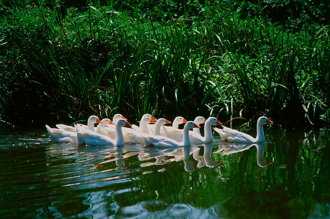 Gänsefamilie schwimmend