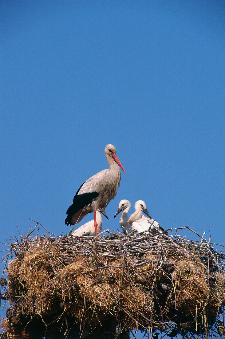 Storks nest with young birds