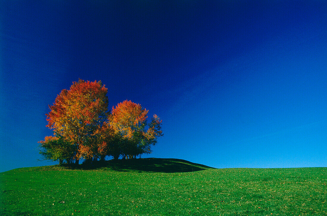 Bäume in Herbstfärbung, Bayern, Deutschland