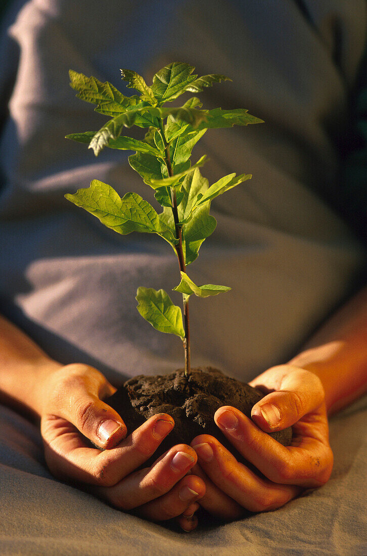 Young oak tree holding in hands