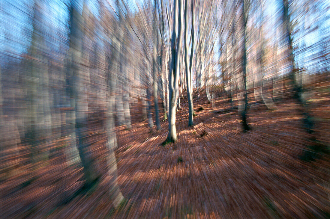 On the run through woods, blurred motion
