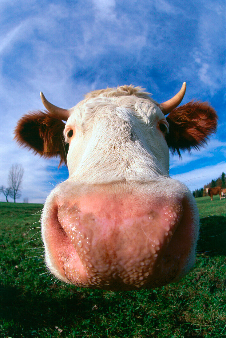 Kopf einer Kuh