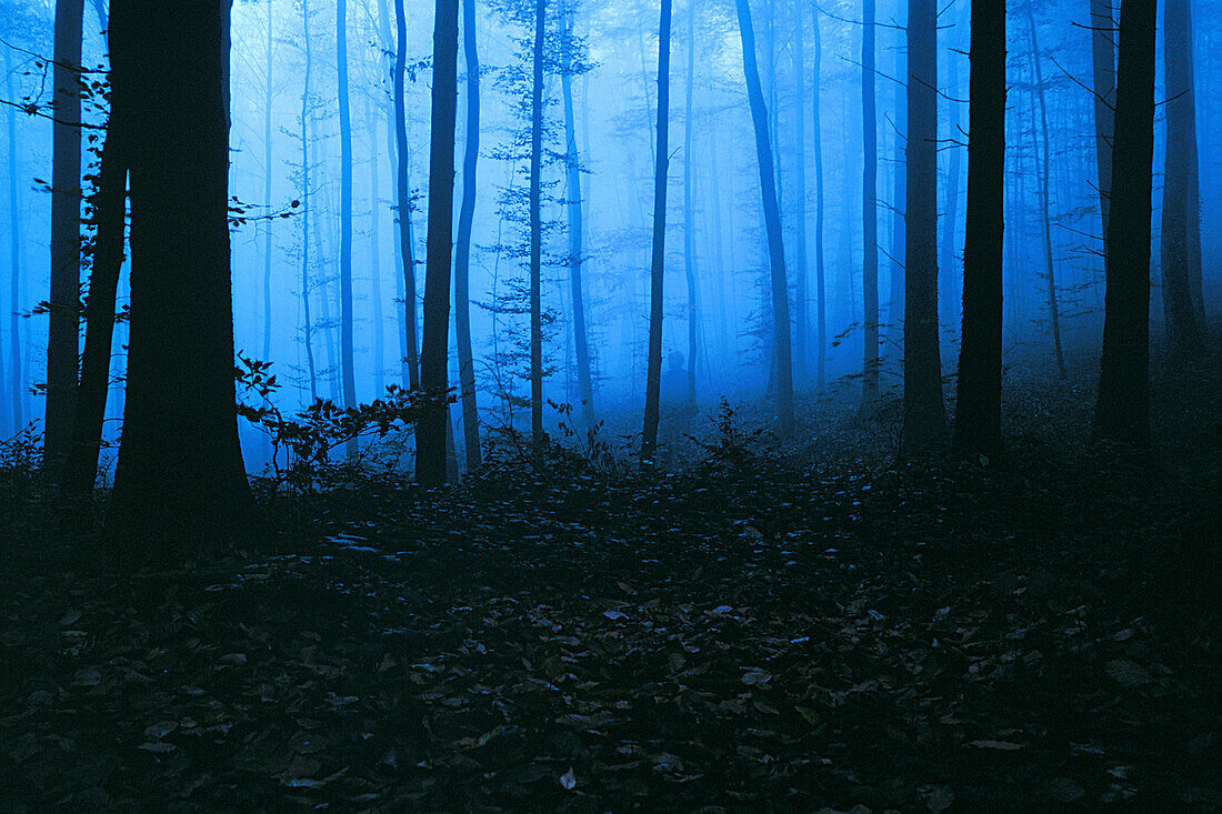 Morgenstimmung im Wald