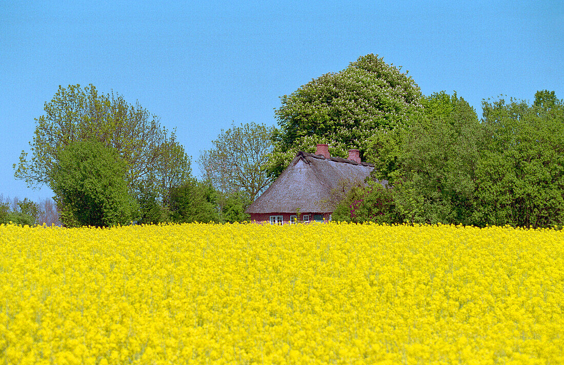 Rape field and old farmhouse, near Kappeln Schleswig-Holstein, Germany