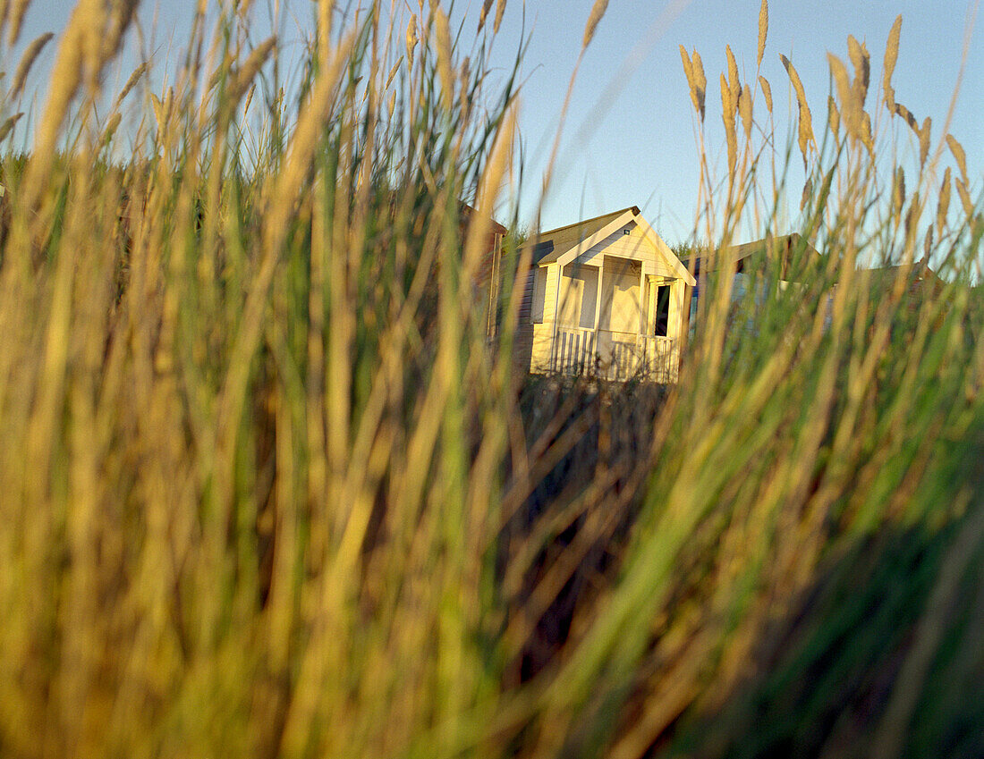 Beach huts and reed