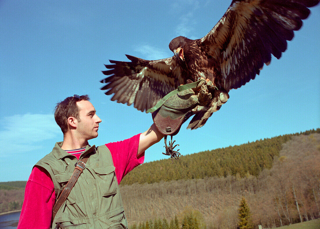 Young man with white-tailed eagle, game reserve Hellental, Eifel, Germany