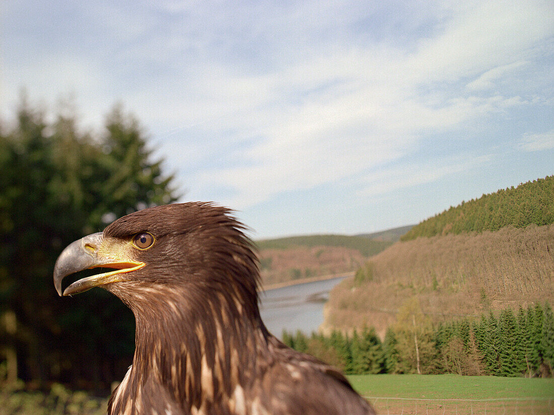 White-tailed eagle, game reserve Hellental, Before Olef Talsperre, Eifel, Germany