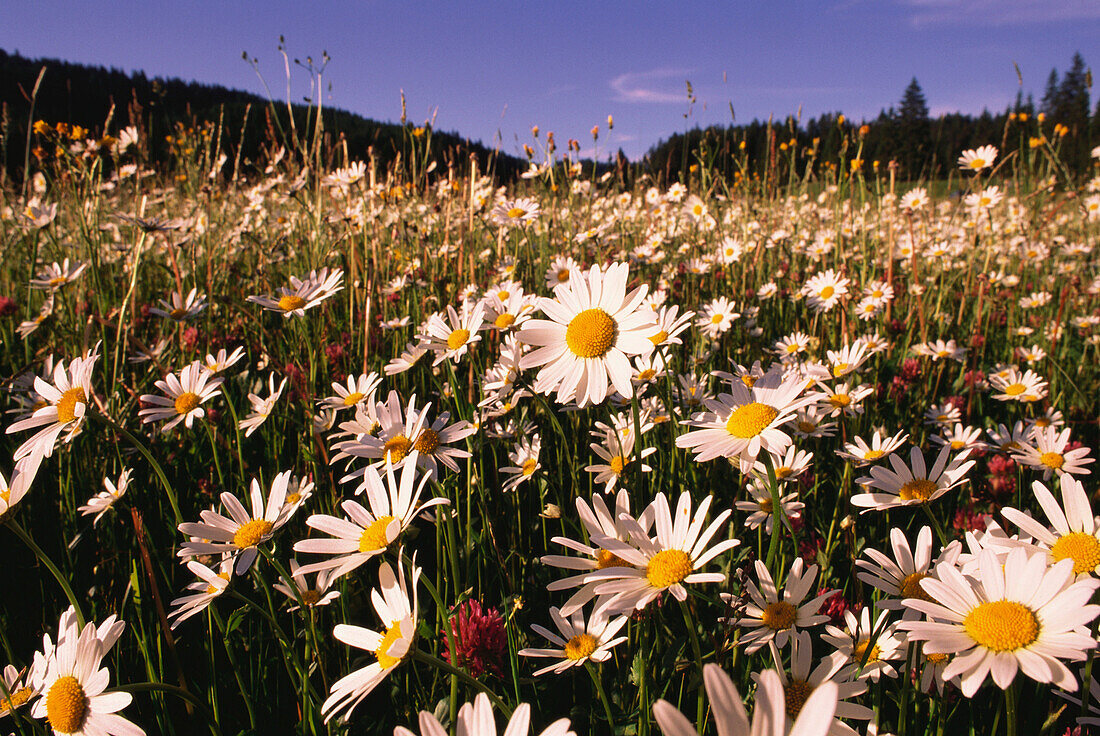 Margeritenwiese, Elmau bei Garmisch Oberbayern, Deutschland