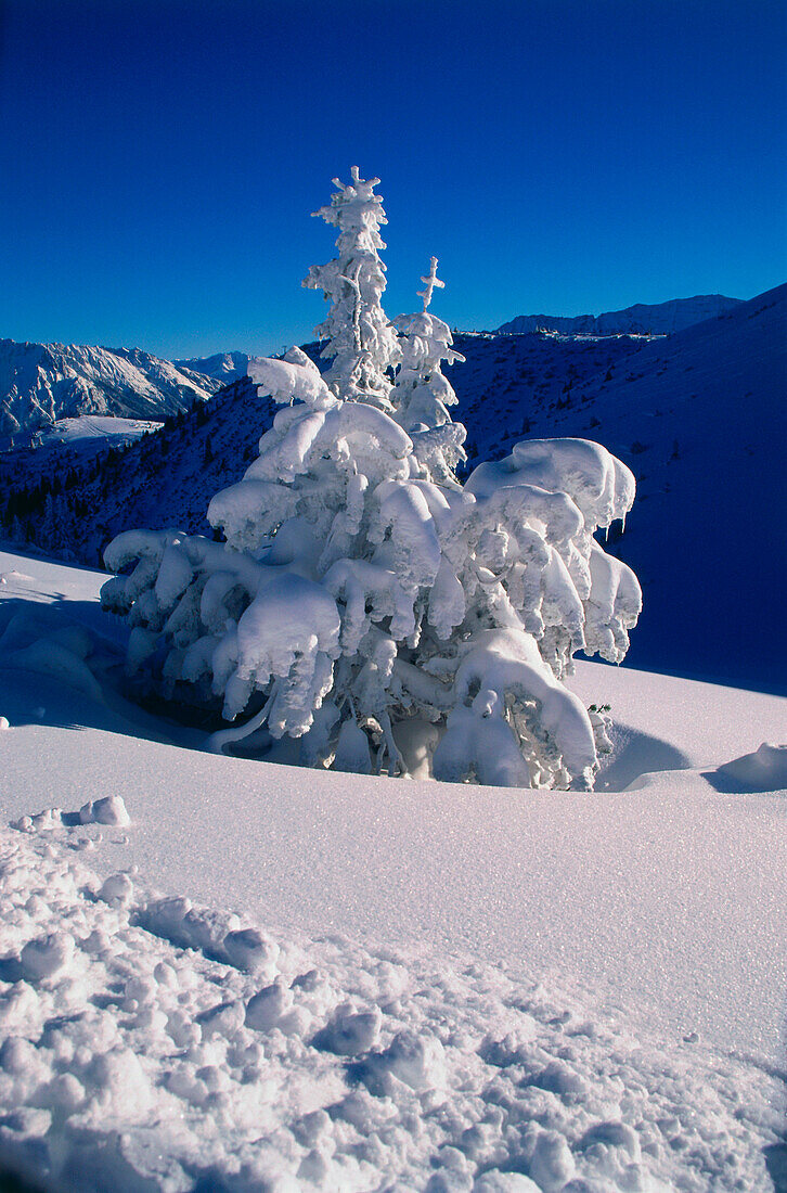 Tree covered with snow before mountains, Upper Bavaria, Germany