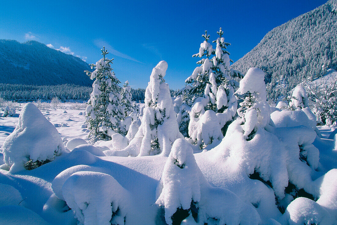 Winter Scenery, Werdenfelser Land, Upper Bavaria, Germany