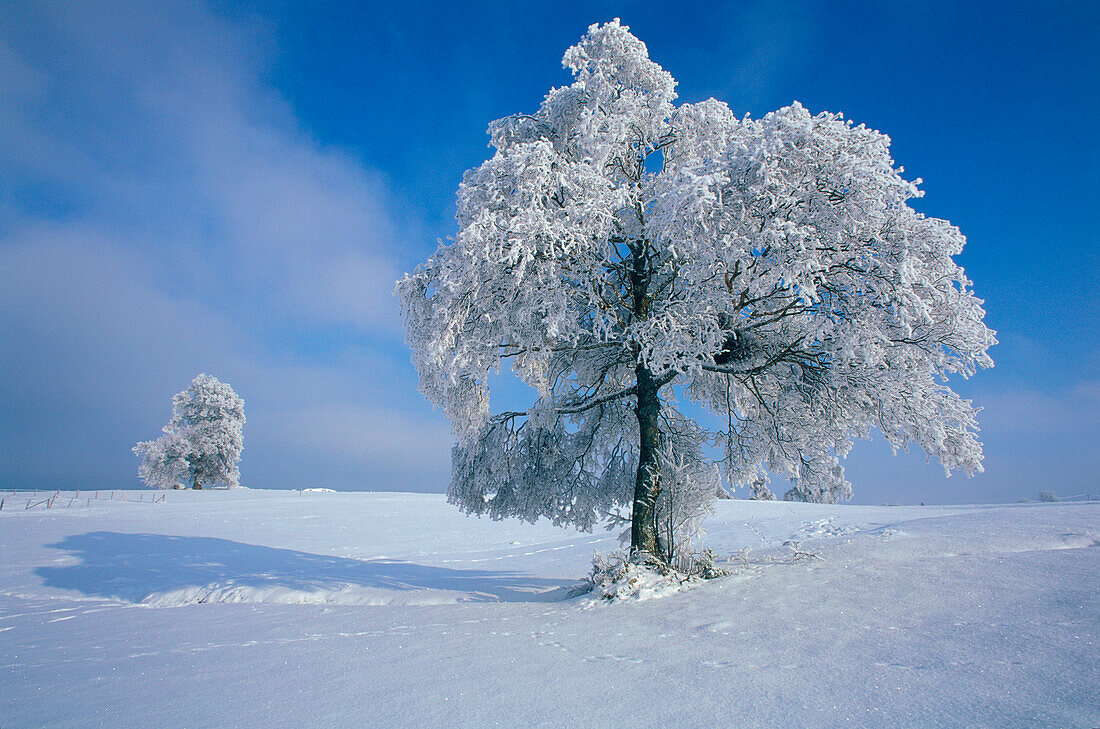 Trees coverd with glazed frost, Upper Bavaria, Germany