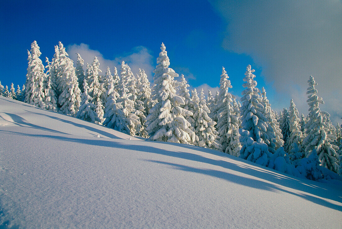 Winter landscape, Hoerndl, Kohlgrub, Upper Bavaria, Germany