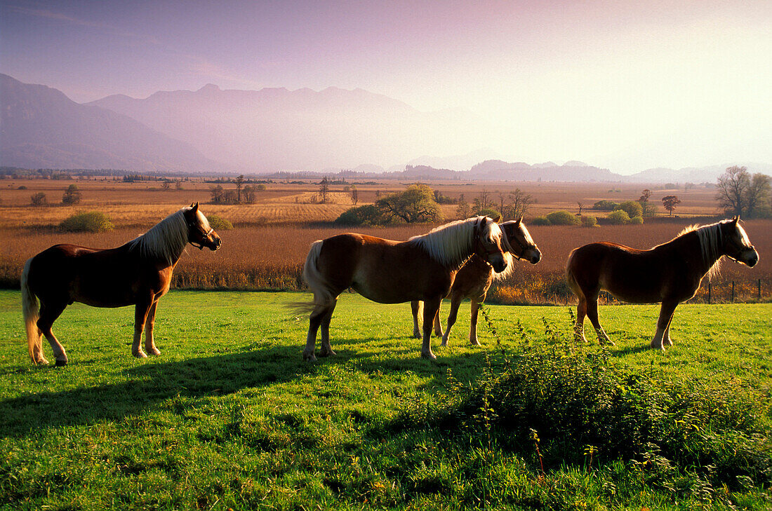 Four horses on sunny willow, Murnauer Moos, Murnau, Upper Bavaria, Germany