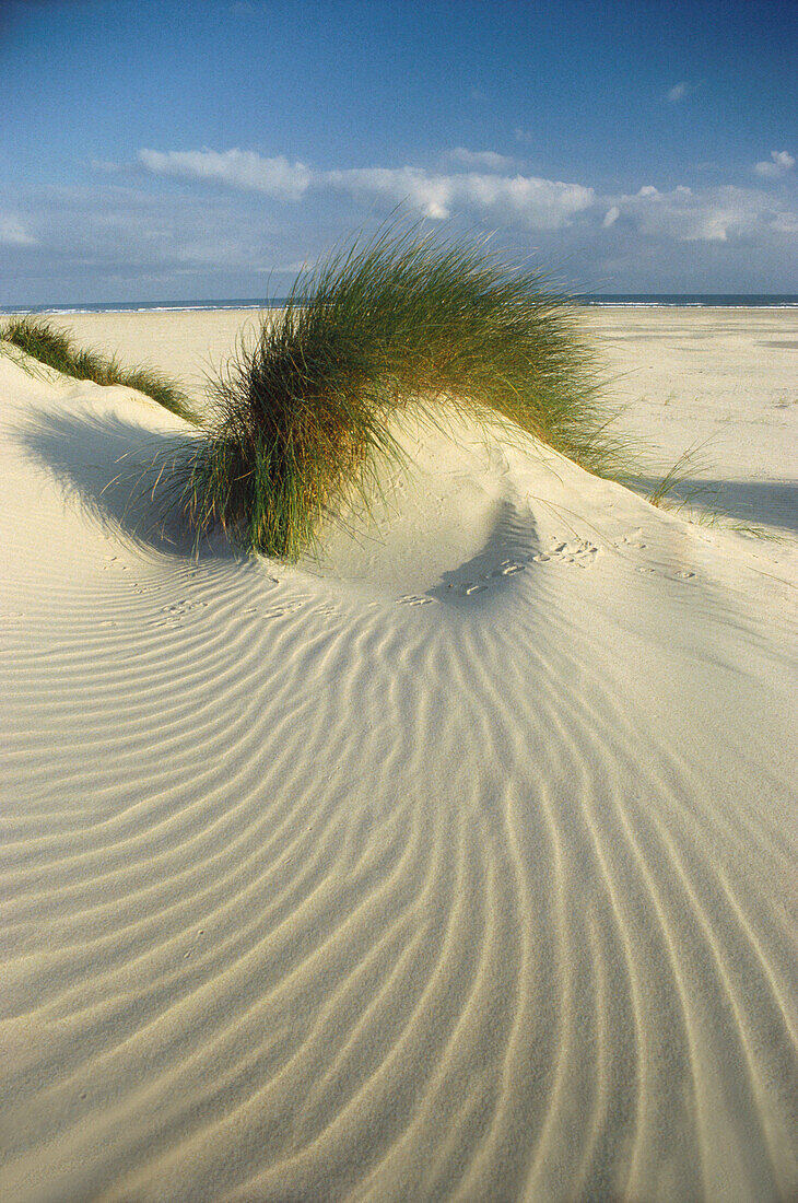 Dünen am Nordstrand, Insel Norderney, Ostfriesland Niedersachsen, Deutschland