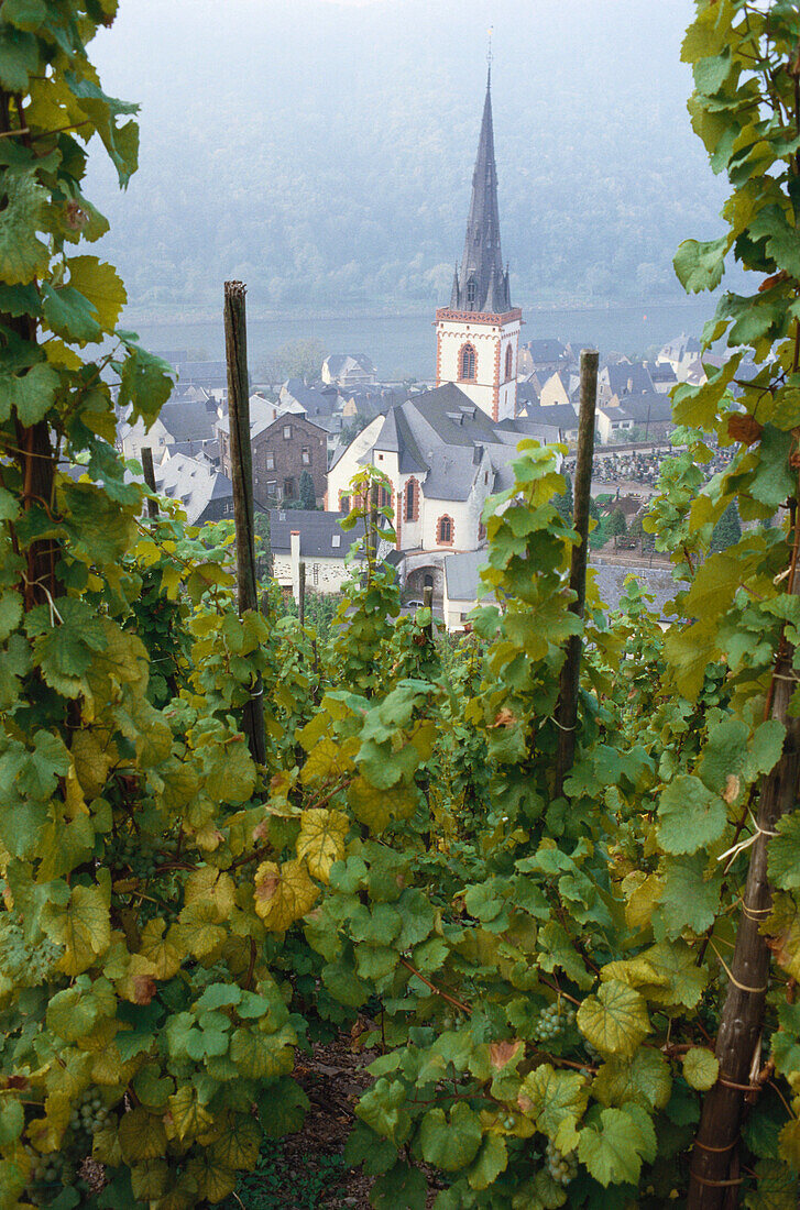 Vineyards around Ediger-Eller, Mosel, Rhineland-Palatinate, Germany