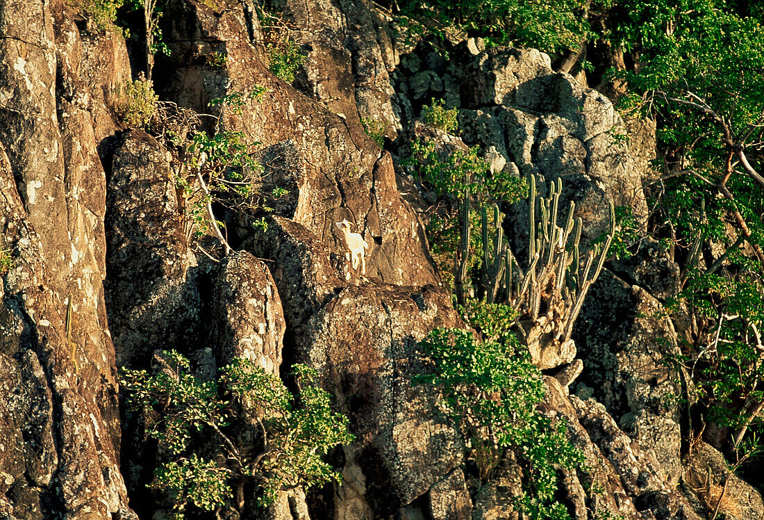 Goat in the mountains, Iles de Saintes, Guadeloupe Caribbean, America