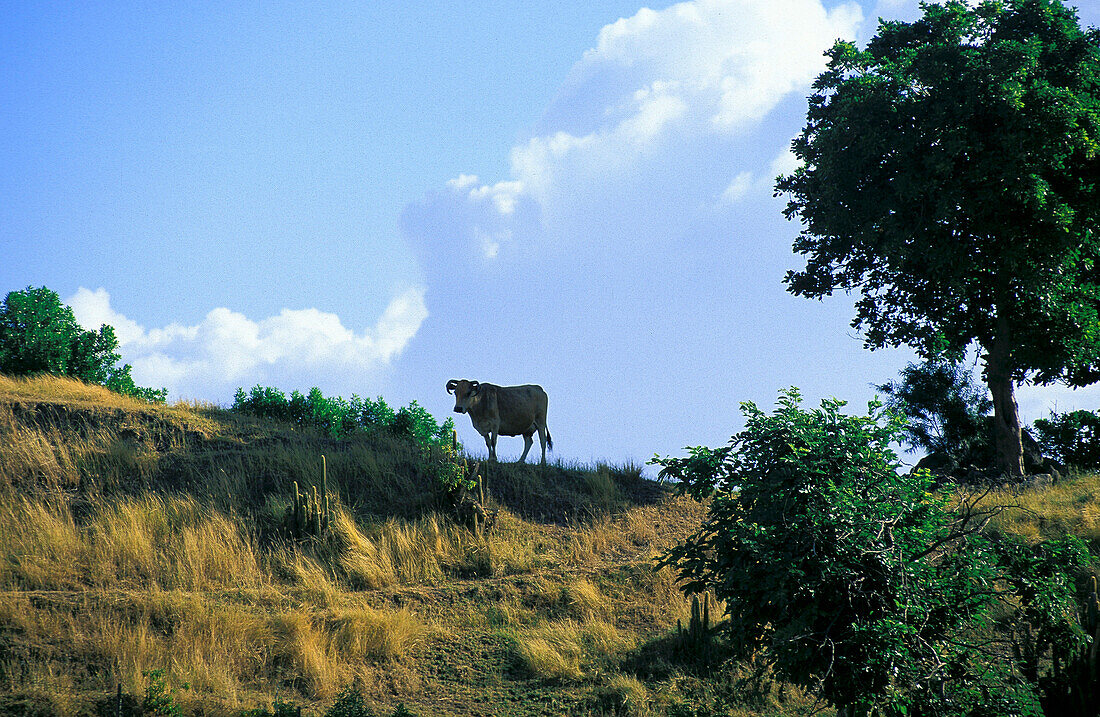 Cow, Iles de Saintes, Guadeloupe Caribbean, America