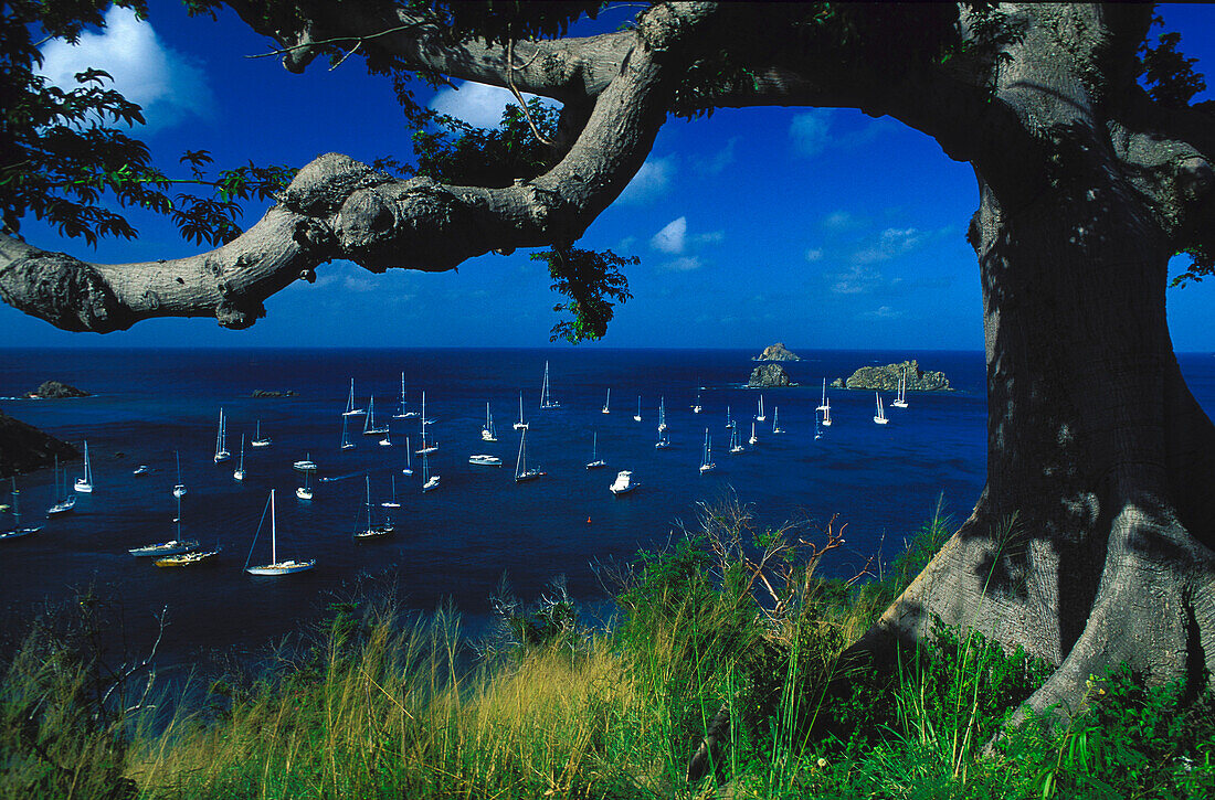 View at boats in a bay, St. Barthelemy, St. Barts, Caribbean, America