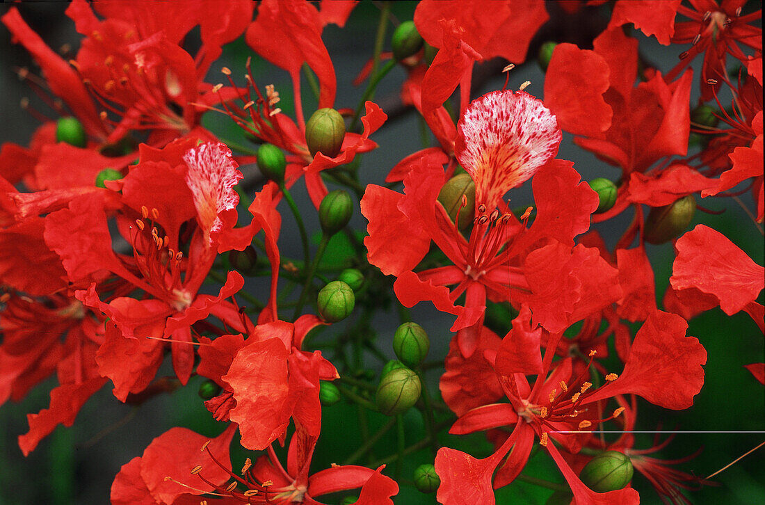 Flamboyant Blossom, St. Lucia, Caribbean