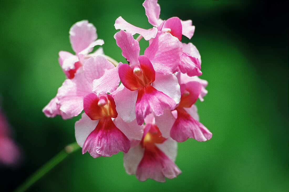 Blume im tropischen Garten in Bonne Terre, St. Lucia, Karibik, Amerika