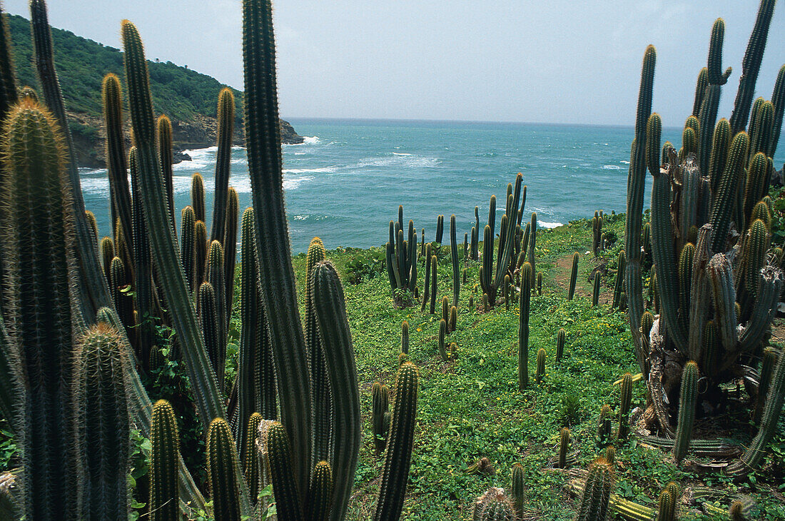 Cactusses at the coast, St. Lucia, Caribbean, America