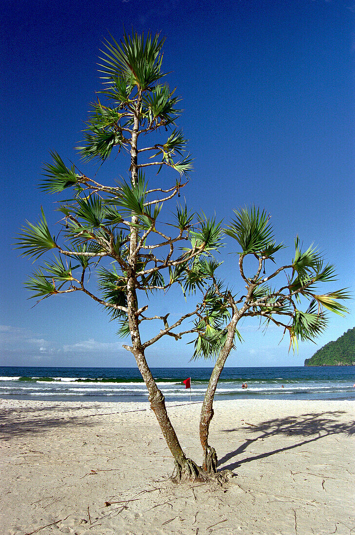 Palm tree at Maracas Bay, Trinidad, Caribbean