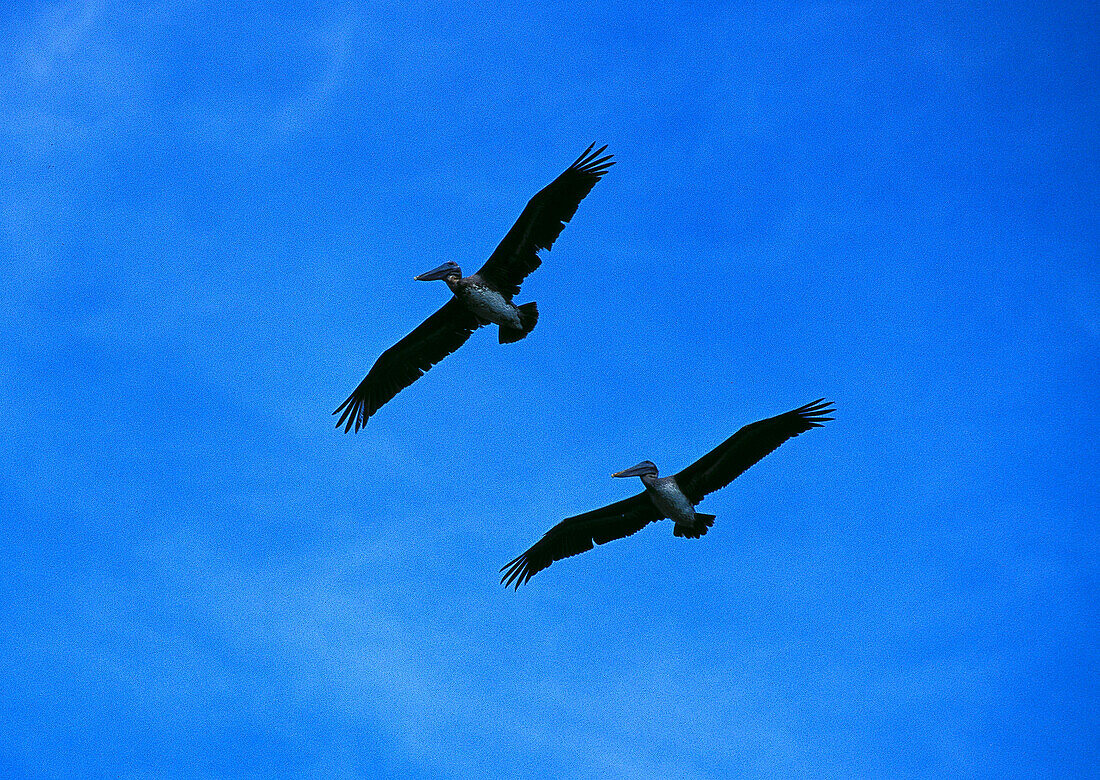 Pelicans, Sint Maarten Caribbean, America