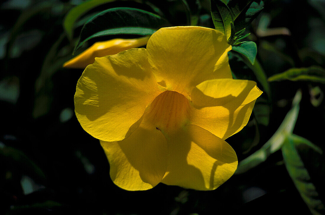 Flower, Sint Maarten Caribbean, America