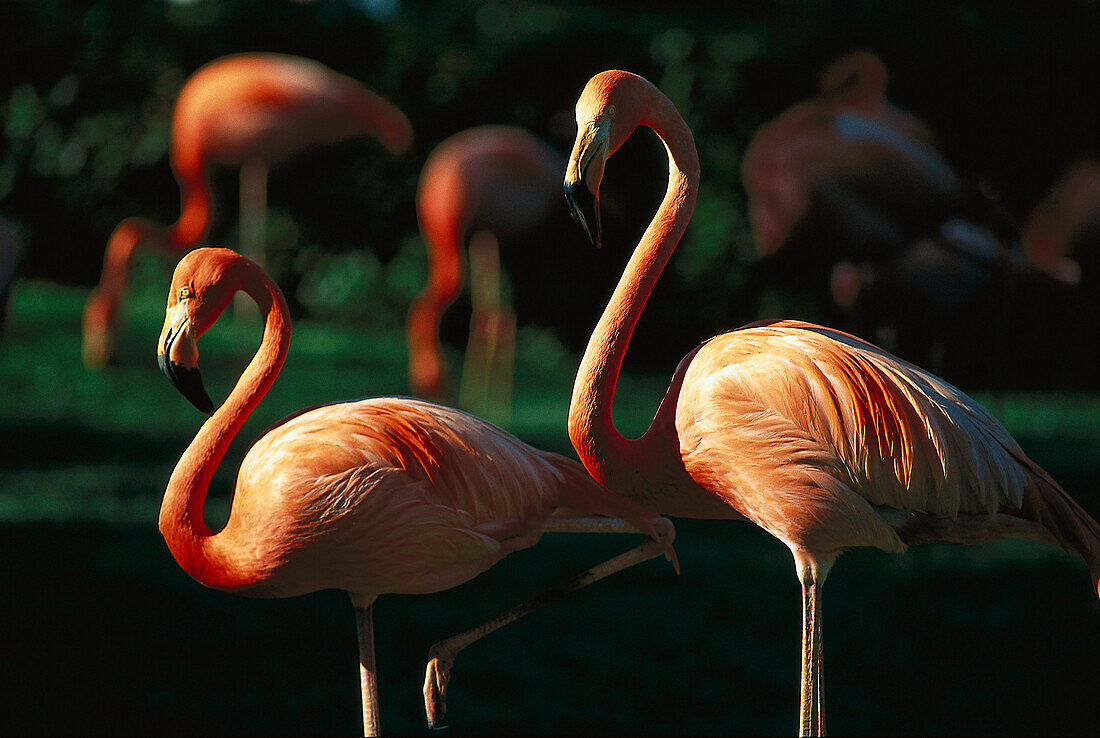 Flamingos, Florida, USA, America