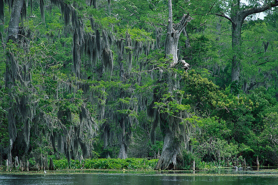 Wakulla Springs, Florida, USA