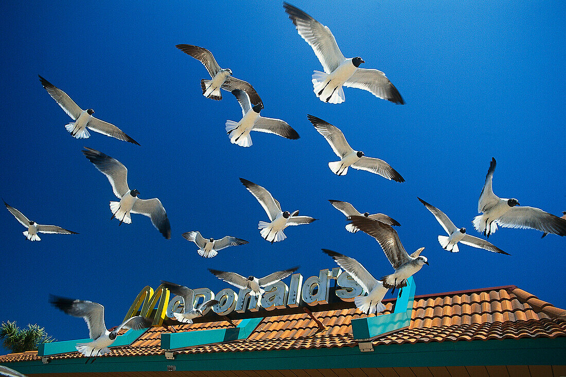 Seagulls in front of Mc Donalds, Florida USA