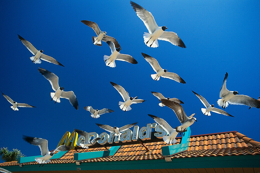 Seagulls in front of Mc Donalds, Florida, USA